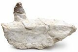 Fossil Primitive Whale (Pappocetus) Jaw Section - Morocco #225293-1